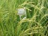 مبارزه بیولوژیک علیه نسل اول آفت کرم ساقه خوار برنج در لنگرود